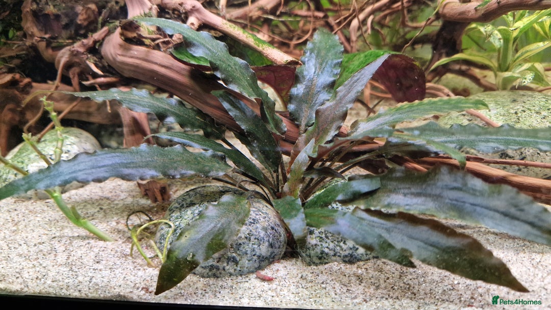 Angelfish fish for sale: Koi Angelfish - Image 13