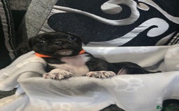 Mixed Breed dogs for sale: Puppy chugs 4 boys  - Image 29