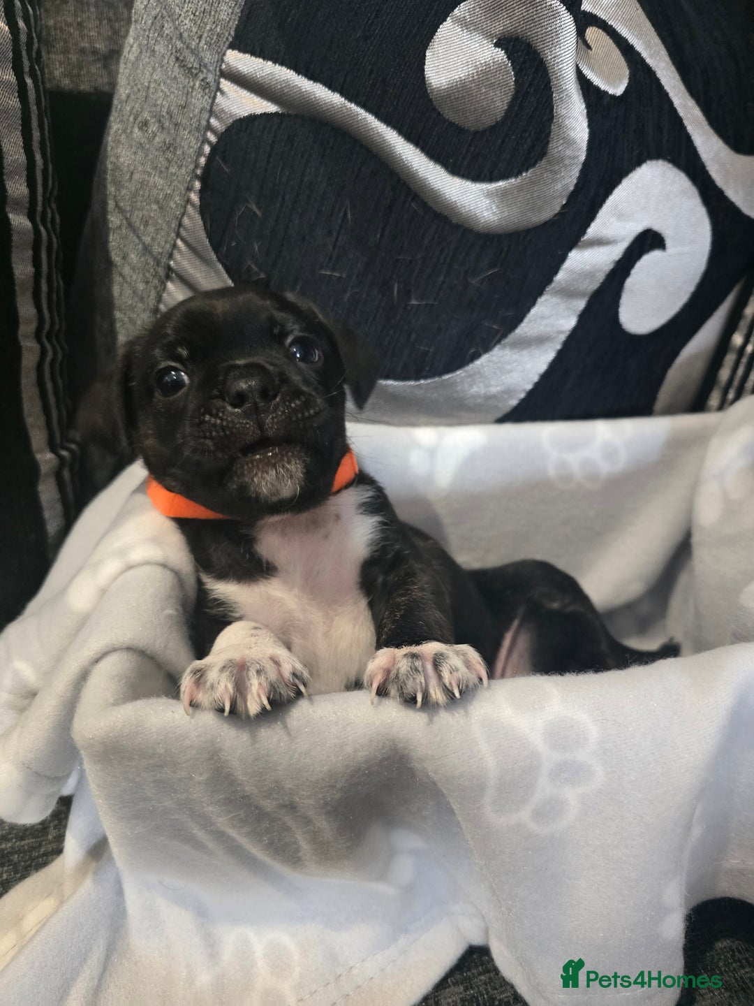 Mixed Breed dogs for sale: Puppy chugs 4 boys  - Image 29