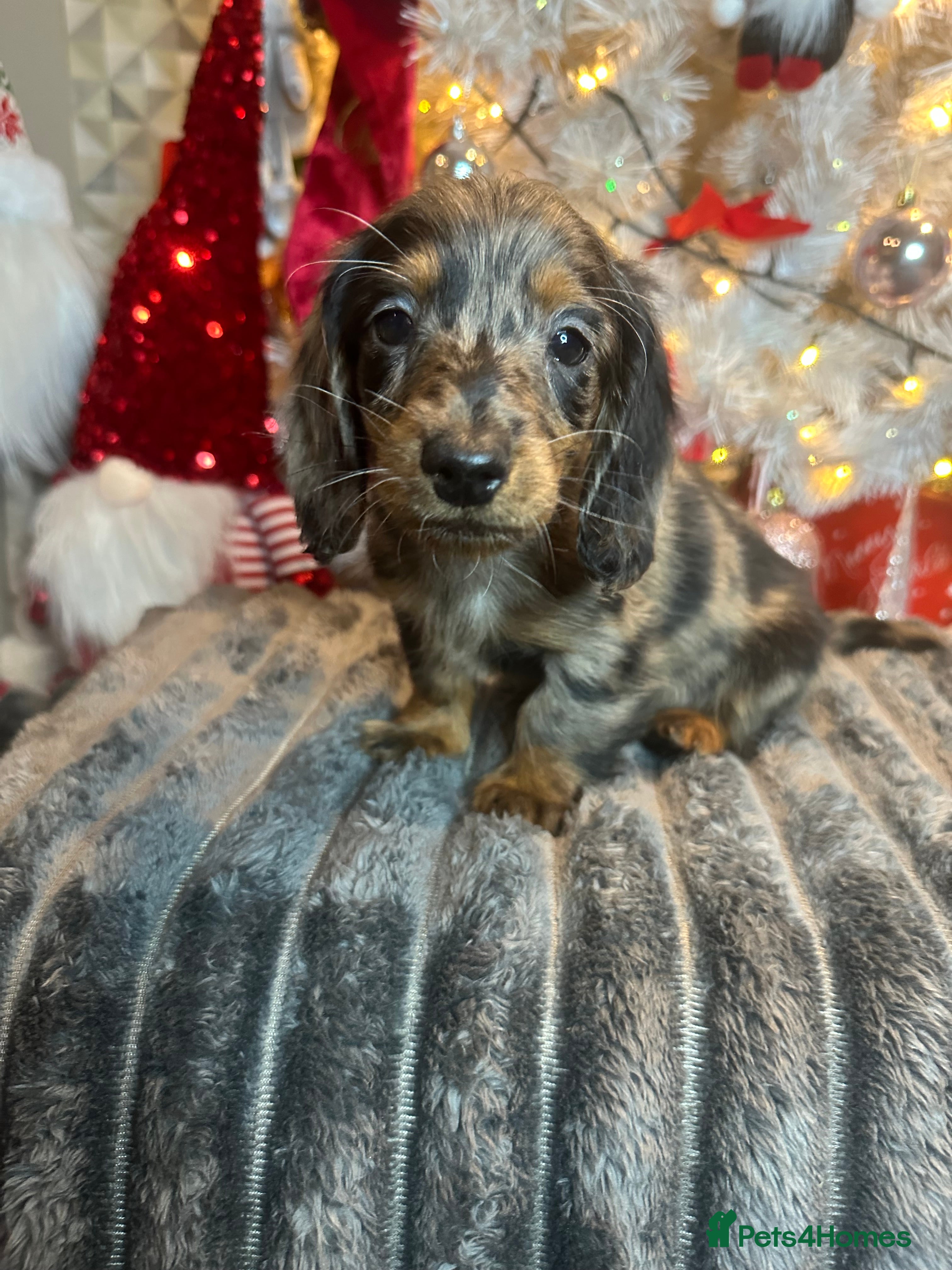 Miniature Dachshund dogs Long Haired Miniature Dachshund puppies - Advert 18