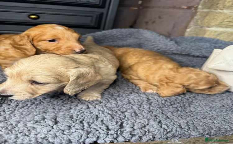 Miniature Dachshund dogs - Advert 2