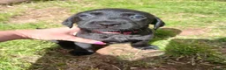 Mixed Breed dogs for sale: Lab quarter collie pups in Kingsbridge - Advert 4