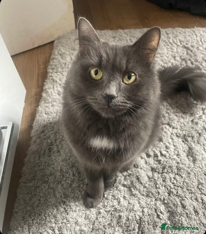 Nebelung cats - Advert 1