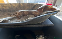 Miniature Dachshund dogs for sale: Miniature dachshund  - Image 3
