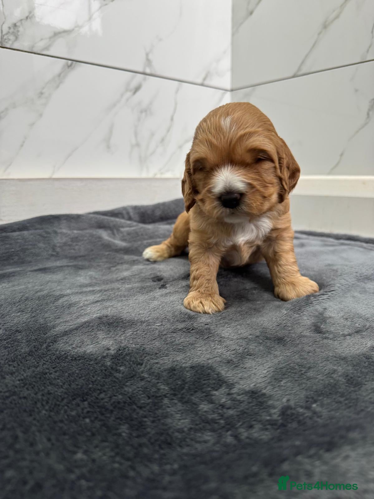 Cockapoo dogs F1 Cockapoo puppies - one little boy remaining  - Advert 18