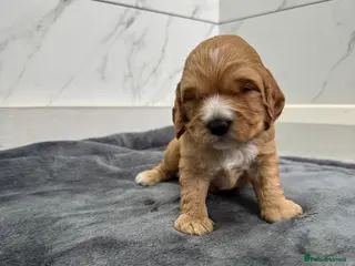 Cockapoo dogs F1 Cockapoo puppies - one little boy remaining - Advert 18