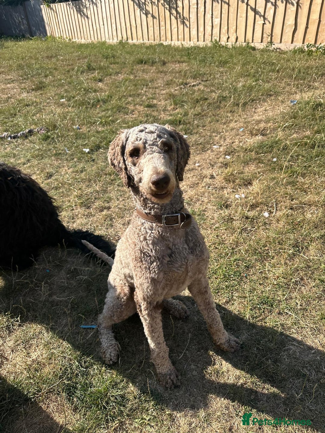 Goldendoodle dogs for sale: Stunning Goldendoodle Puppies - Advert 6