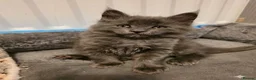 Maine Coon cats for sale:  Maine Coon Kittens Champion Bloodline  - Advert 21