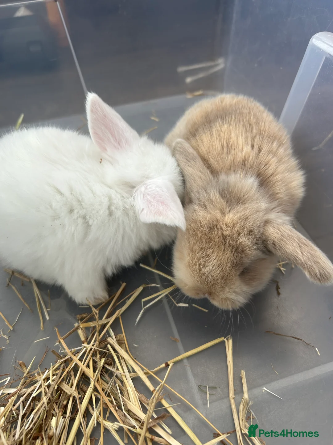 Mini Lop rabbits for sale: Mini Lop Babies - Advert 22
