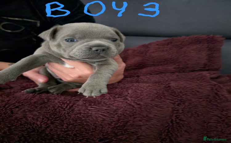 Staffordshire Bull Terrier dogs - Advert 10