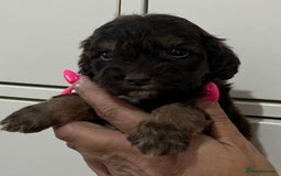 Cockapoo dogs for sale: Cocapoo - Image 15
