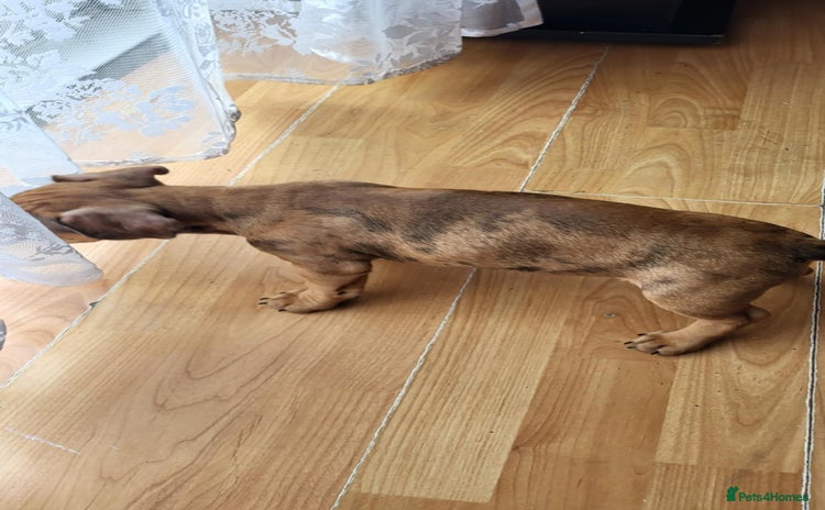 Dachshund dogs - Advert 4