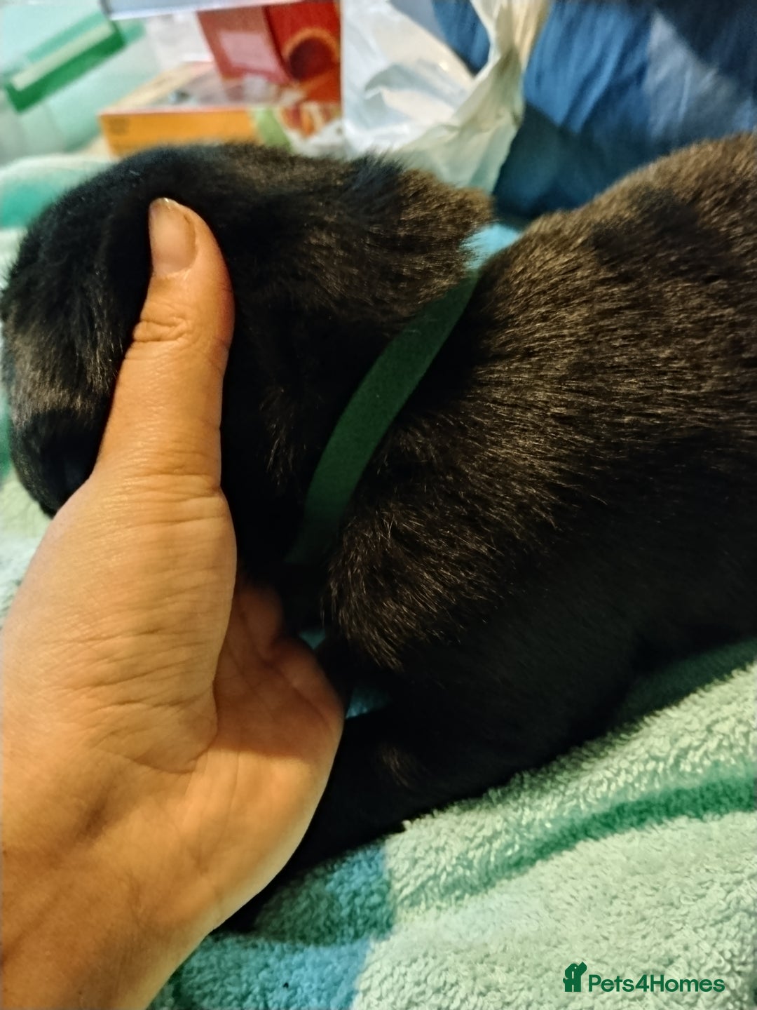 Labrador Retriever dogs for sale: Beautiful Golden and Black Labs - Advert 19