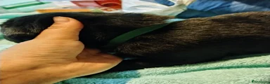 Black lab - D. Green collar