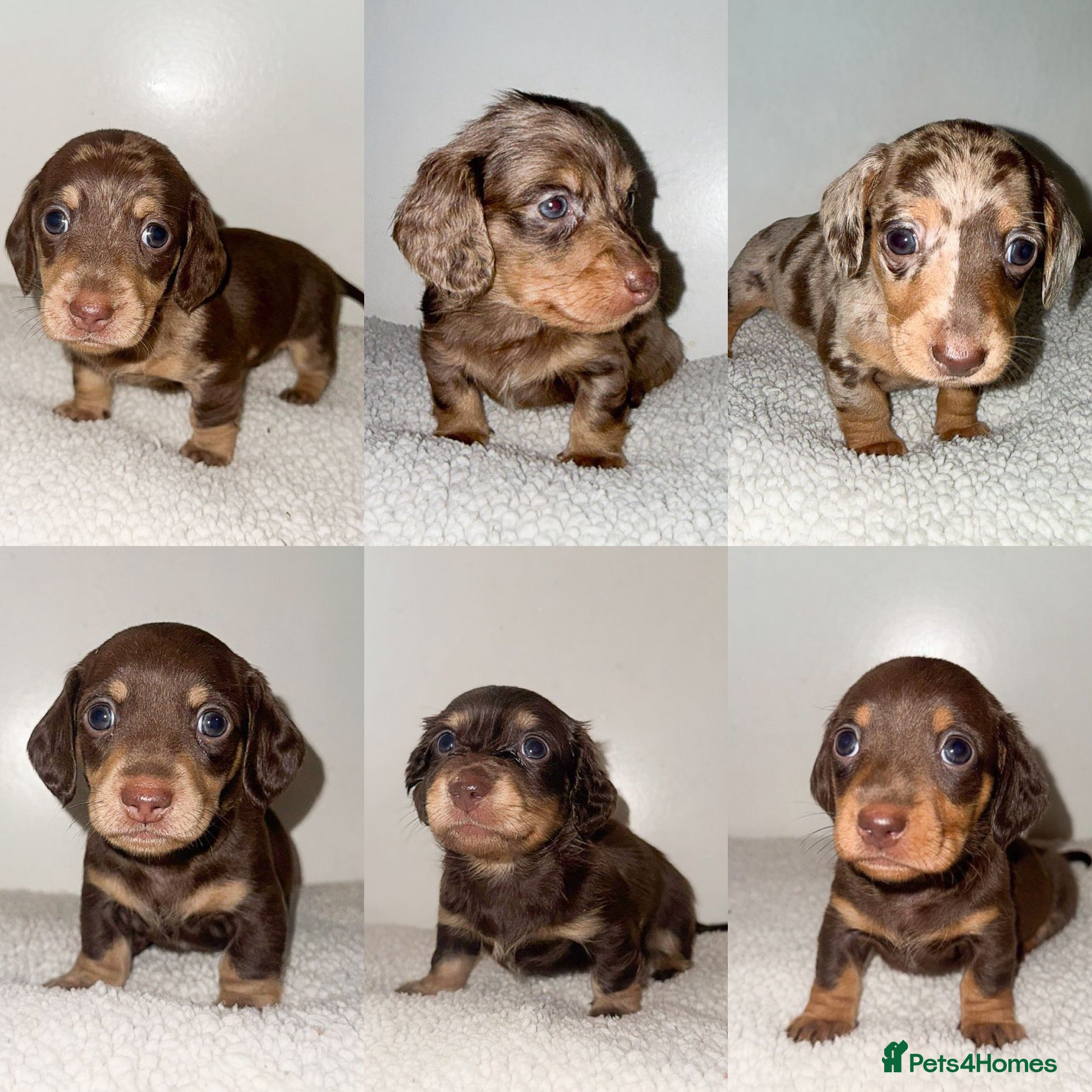 Miniature Dachshund dogs KC Miniature Dachshunds - PRA, DM and OI Clear - Advert 12