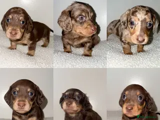 Miniature Dachshund dogs KC Miniature Dachshunds - PRA, DM and OI Clear - Advert 12