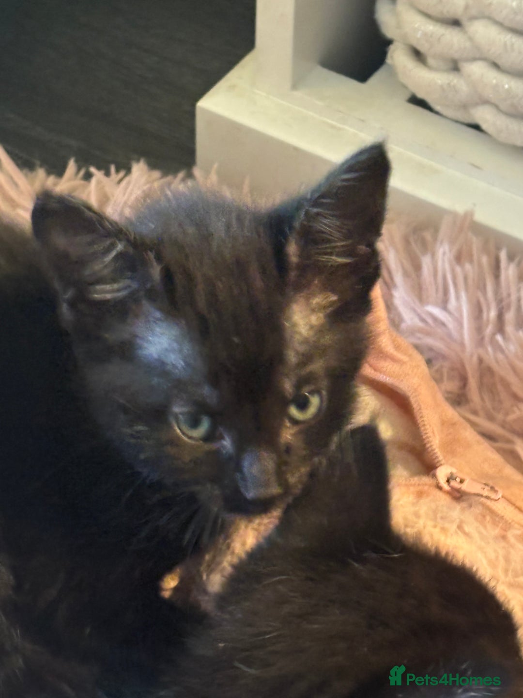 Mixed Breed cats for sale: Stunning litter of 7 kittens - Image 23