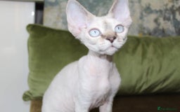 Devon Rex cats for sale: GCCF Devon Rex kittens - Image 18