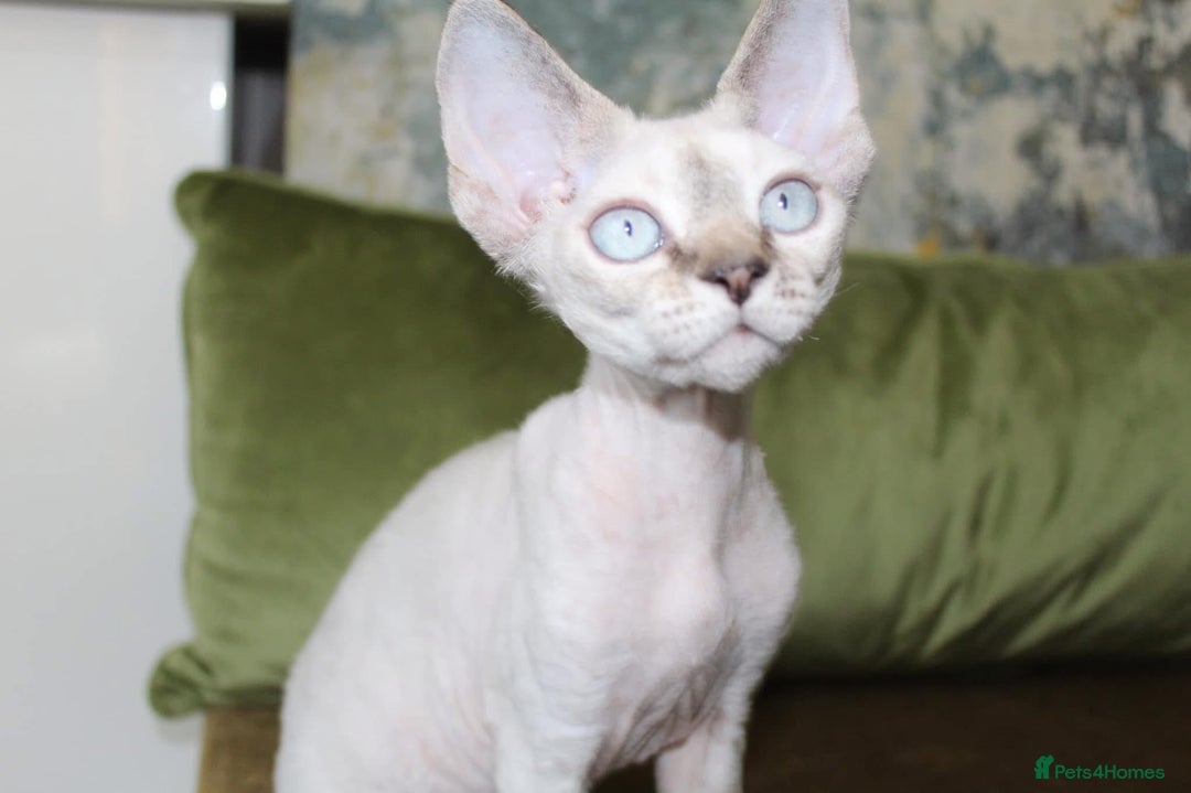 Devon Rex cats for sale: GCCF Devon Rex kittens - Image 18