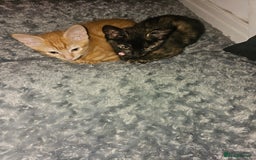 Mixed Breed cats for sale: 2 kittens for sale - Image 1