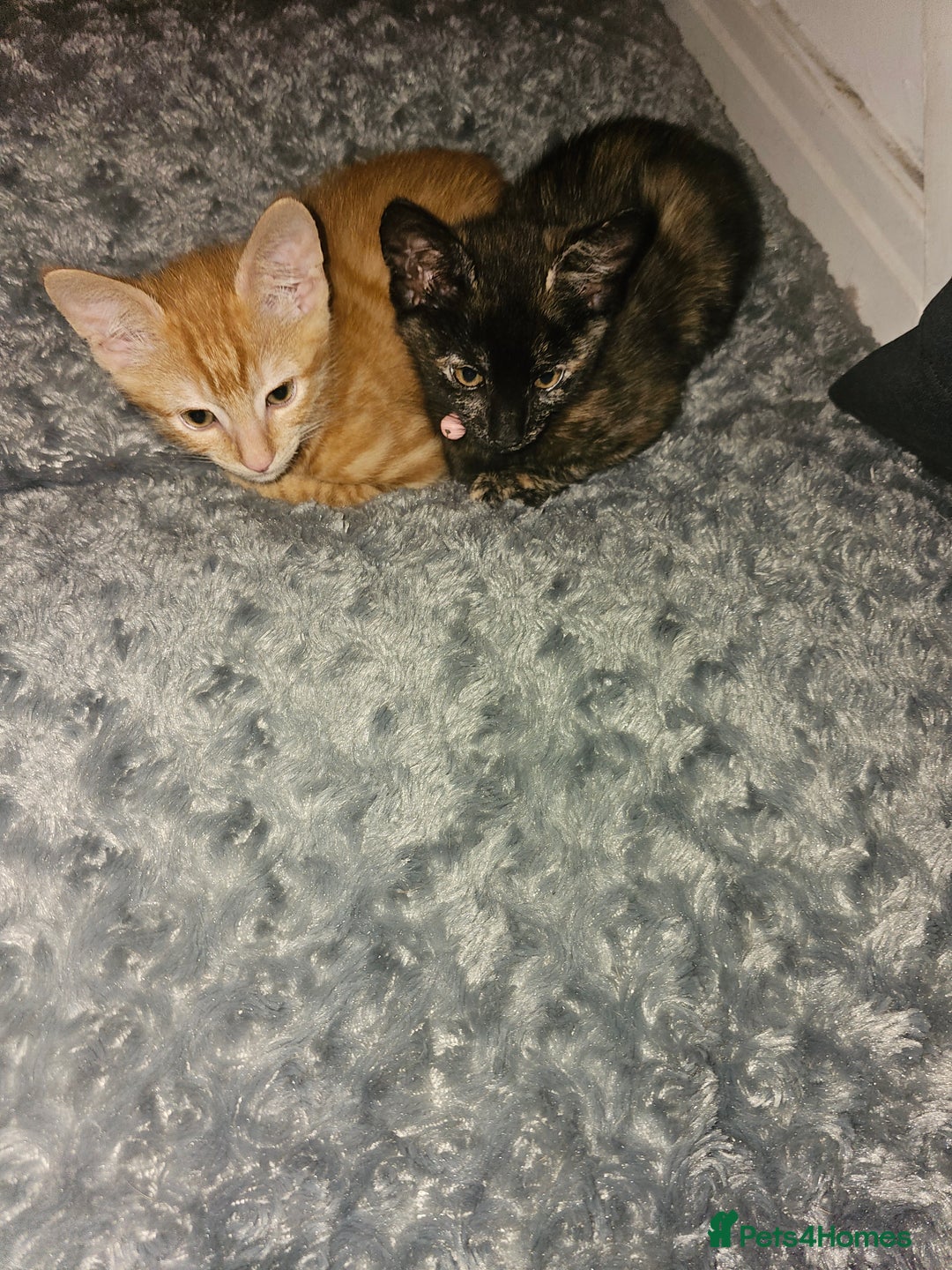 Mixed Breed cats for sale: 2 kittens for sale - Image 1