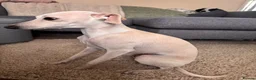 Italian Greyhound dogs for stud: Italian greyhound for stud - cream in Bournemouth - Advert 5