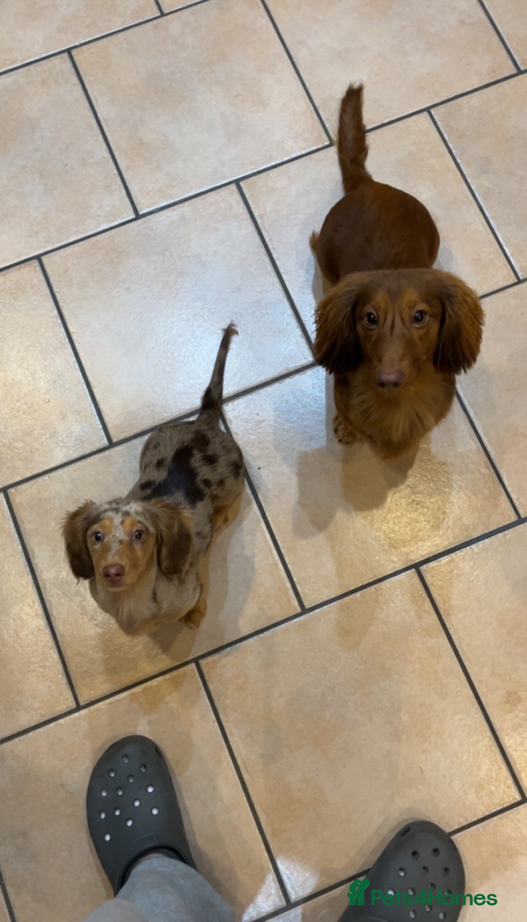 Miniature Dachshund dogs for sale: Miniature longhaired dachshund puppies  - Advert 5