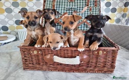 Jack Russell dogs for sale: Jack Russell Puppies Available Now  - Image 11