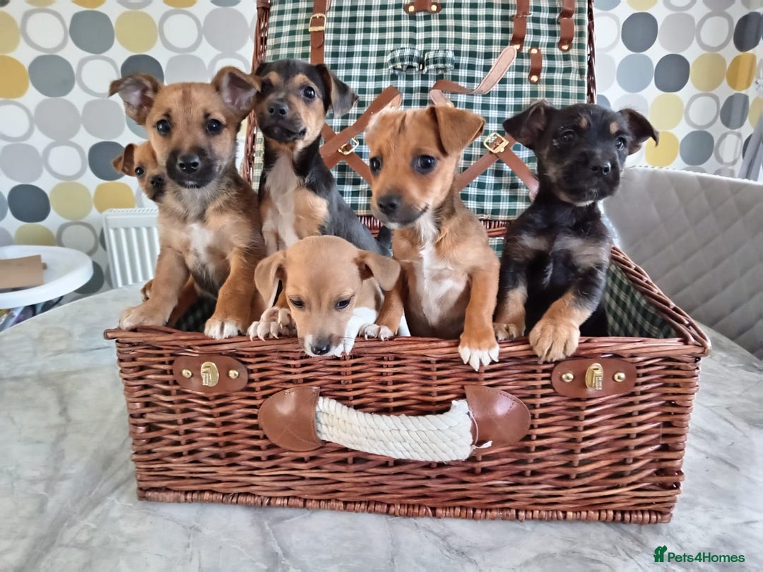 Jack Russell dogs for sale: Jack Russell Puppies Available Now  - Image 11