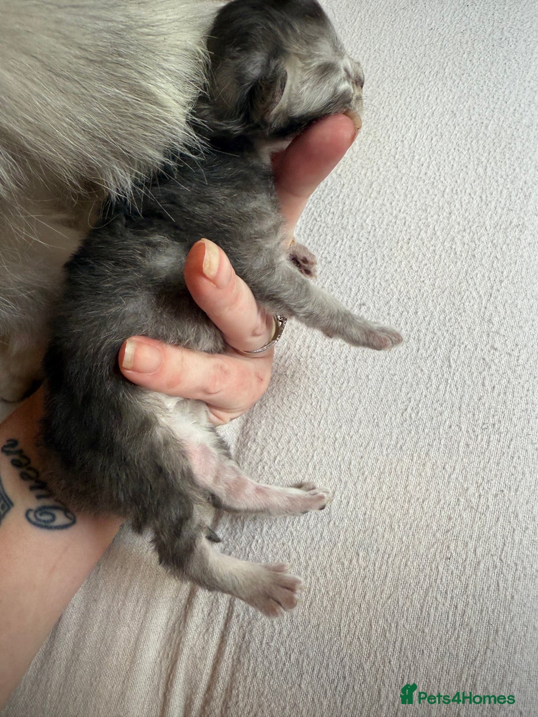 British Shorthair cats for sale: 🩵 3 British Long/Shorthair kittens! 🩵 - Image 9