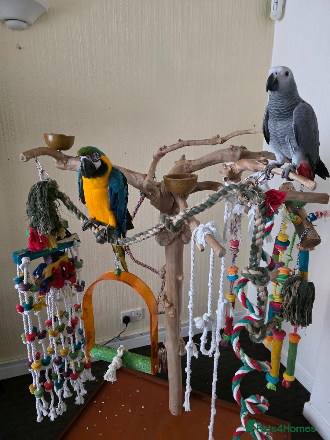 Parrots birds for sale: African grey baby 17 weeks old - Image 3