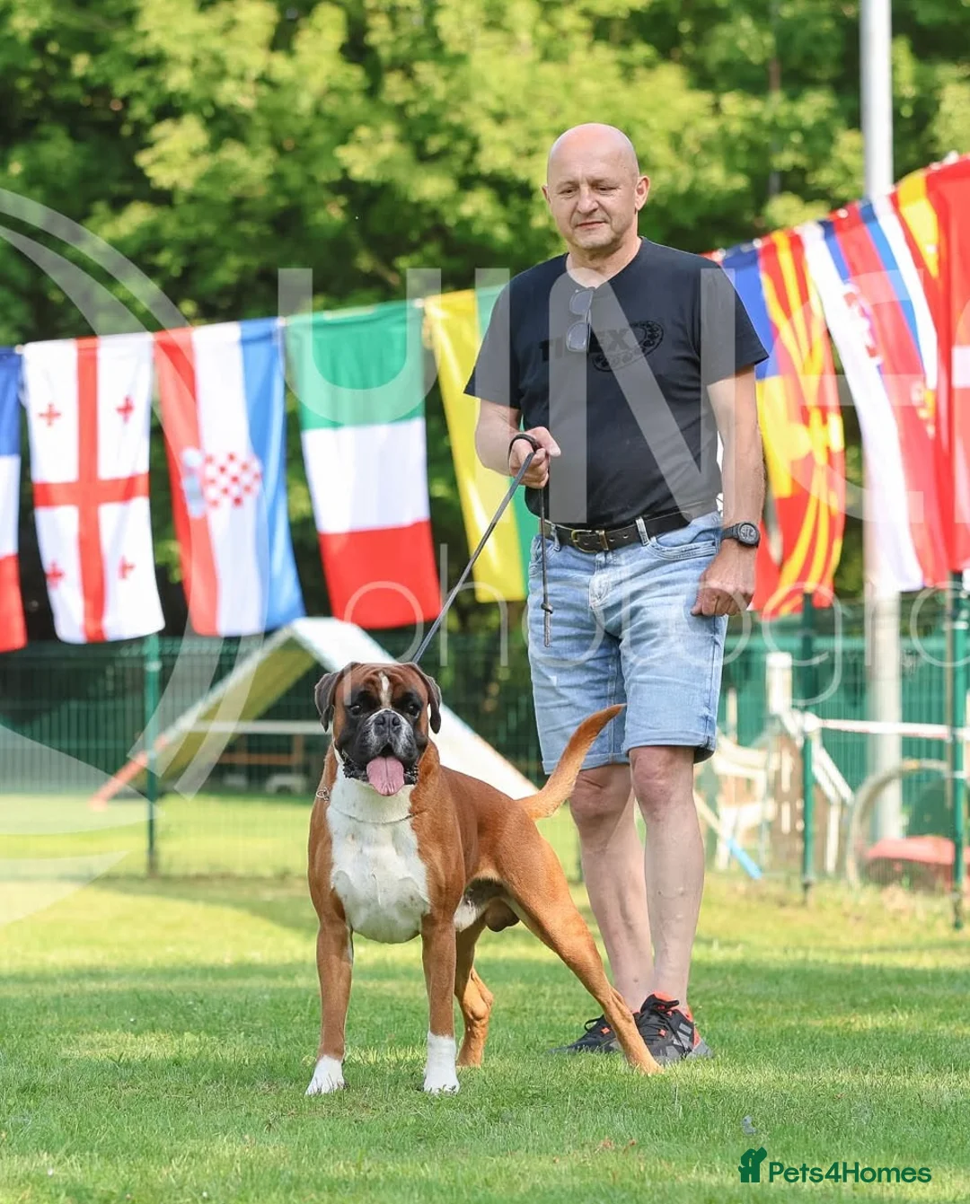 Boxer dogs for stud: Fully Health tested euro / kc reg Boxsanuk Gelso  in Newcastle upon Tyne - Advert 18