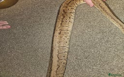 Python Snake reptiles for sale: Royal python Bolton area - Image 8
