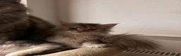 Maine Coon cats for sale: Sweet teddy bears. 🧸 🐈‍⬛ - Advert 9