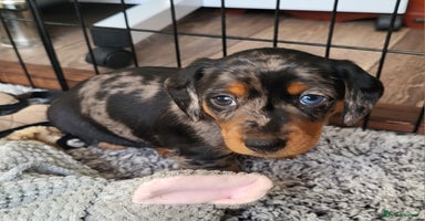 Miniature Dachshund dogs - Advert 14