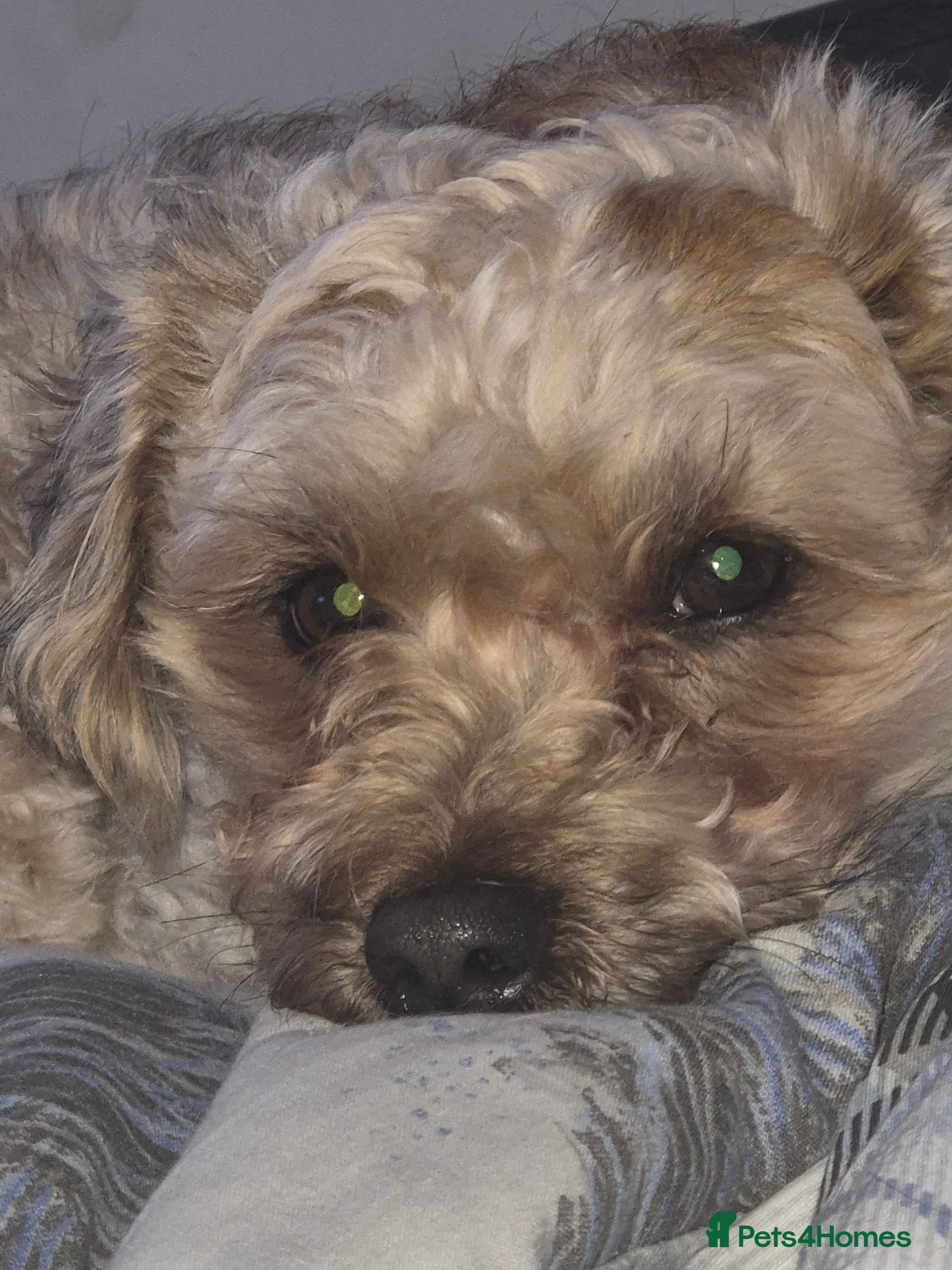 Chorkie dogs Little louie lovable cheeky affectionate boy - Advert 2