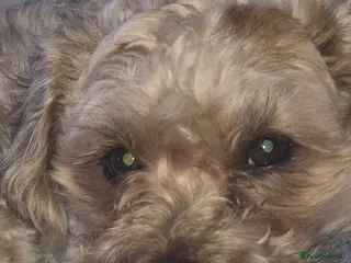 Chorkie dogs Little louie lovable cheeky affectionate boy - Advert 2