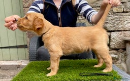 Golden Retriever dogs for sale: KC reg Golden Retriever Puppies (working type) - Image 4