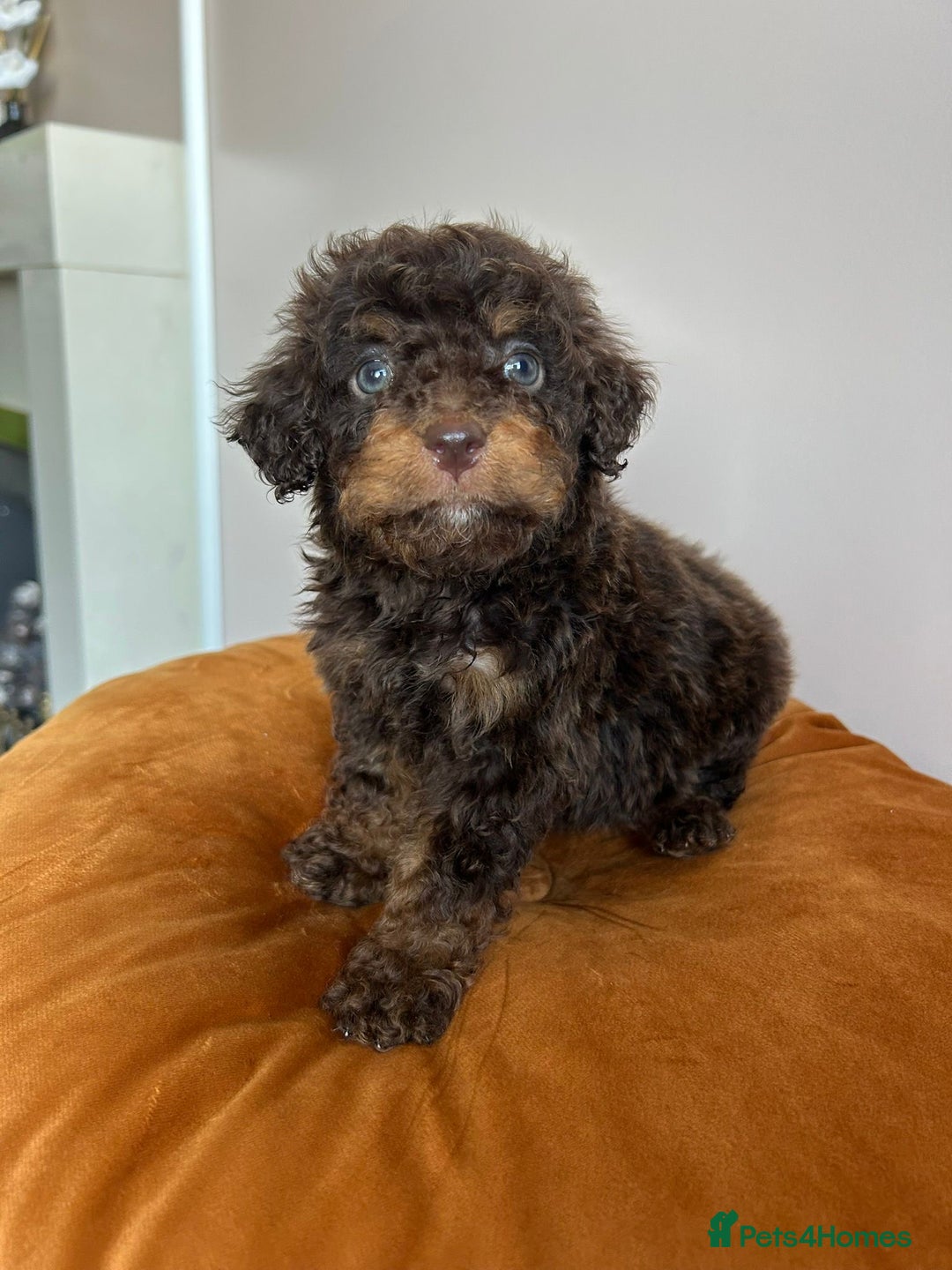 Cavapoo dogs for sale: 1 girl left 💕 f1b cavapoos ready now 🏡 - Image 24
