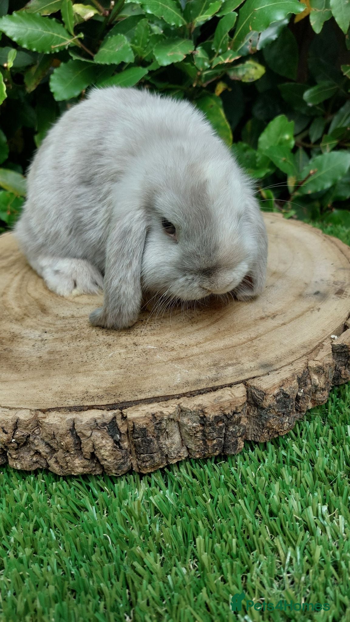 Mini Lop rabbits Pure bred mini lop baby rabbits  - Advert 10