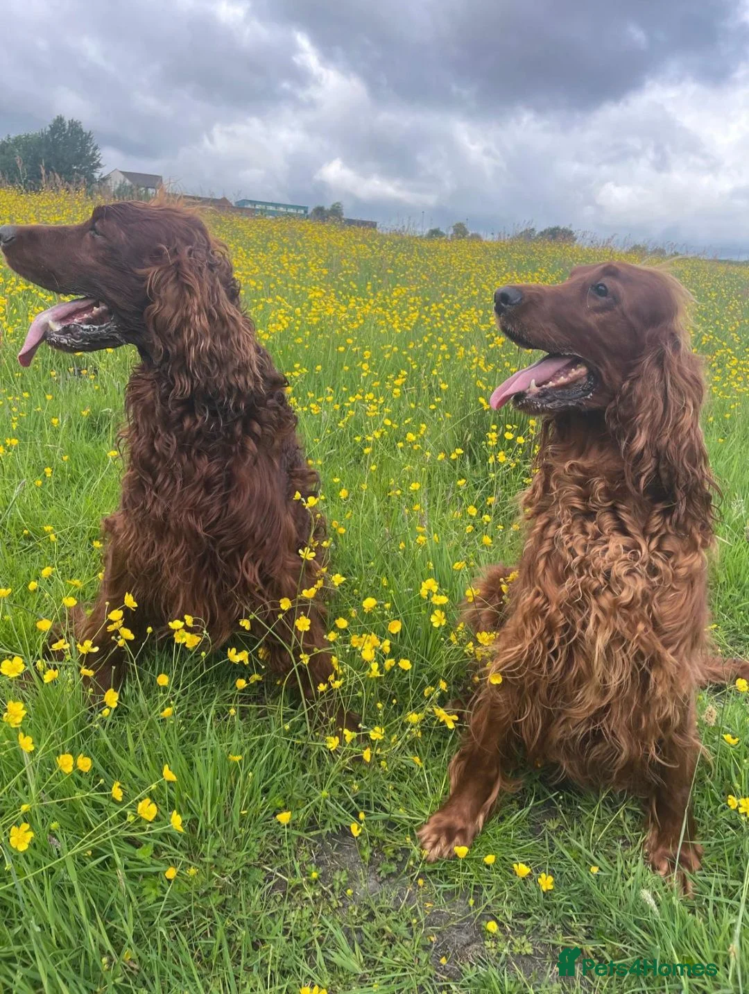 Irish Setter dogs for sale: KC Registered Beautiful Irish Setter Puppies  - Advert 8