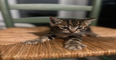 Bengal cats - Advert 2