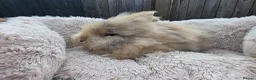 Lionhead rabbits for sale: Double maned lionhead babies 3 left! - Advert 3