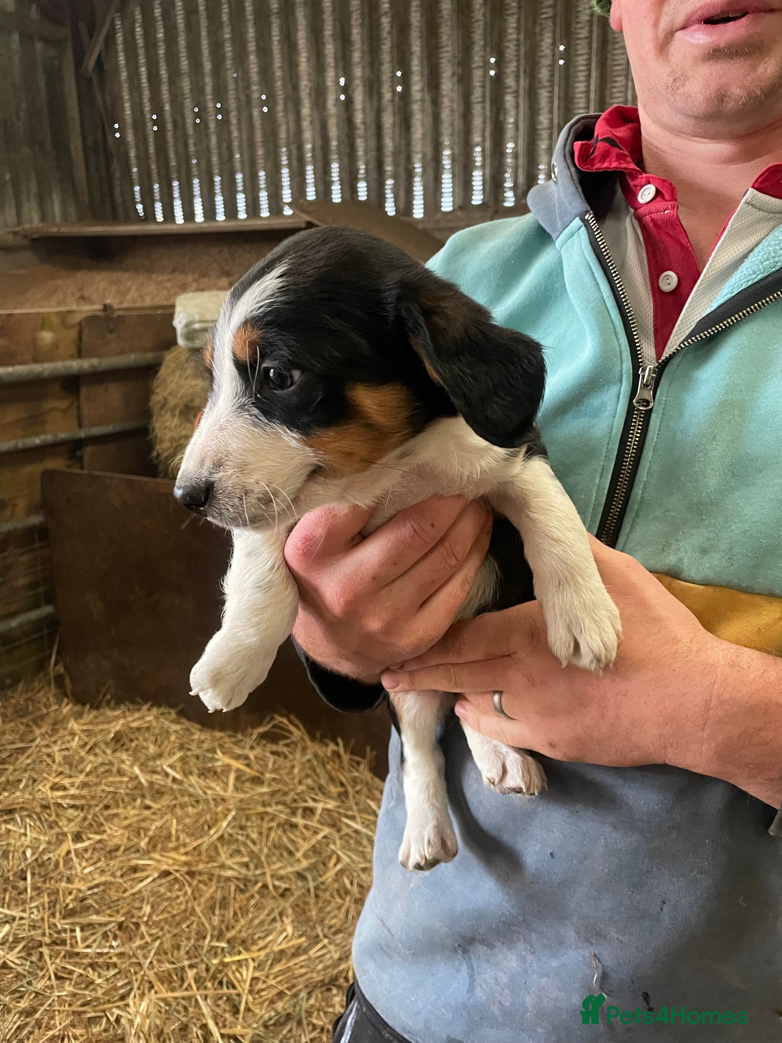 Border Collie dogs Border collie puppies  - Advert 7