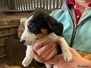 Border Collie dogs Border collie puppies - Advert 7