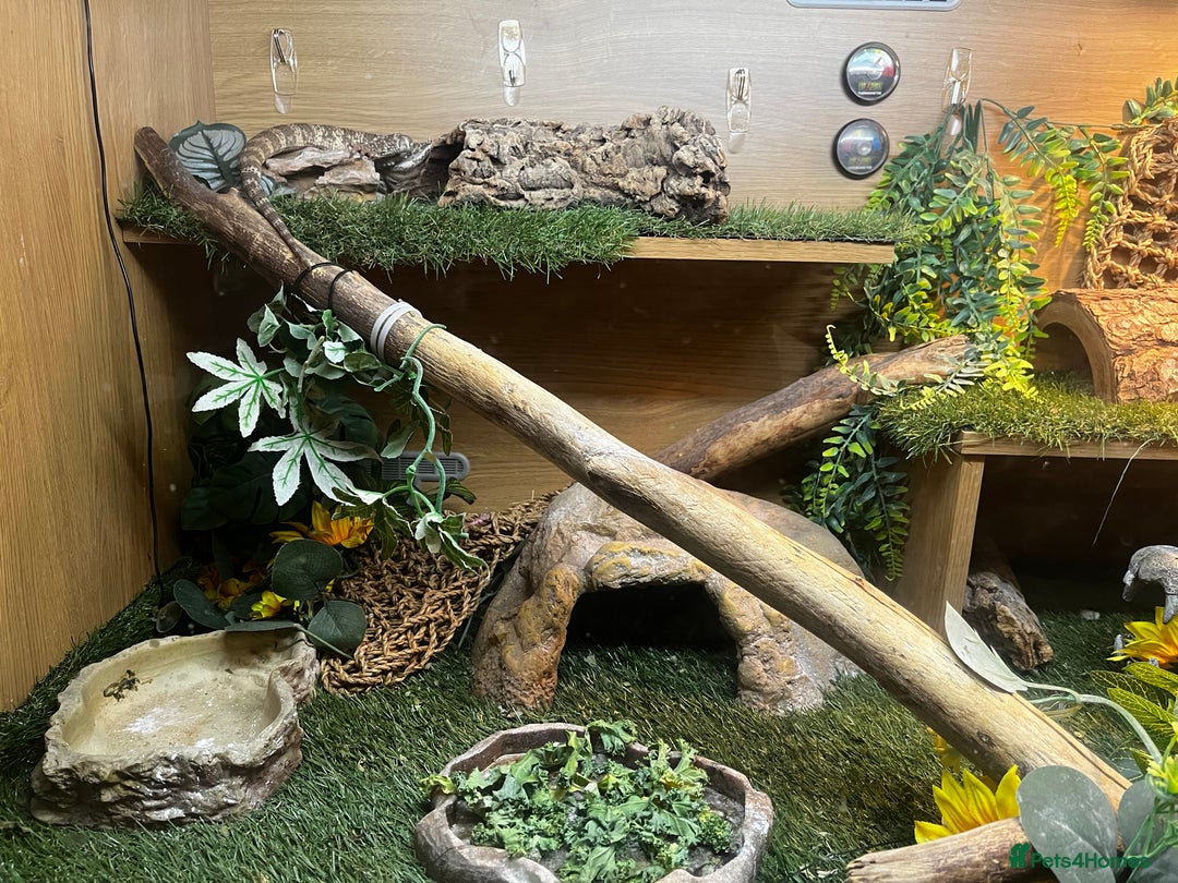 Bearded Dragon reptiles for sale: bearded dragon and vivarium - Image 7