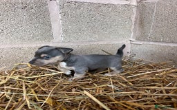 Jack Russell dogs for sale: Lilac & Tan Miniature Jack Russel  - Image 10