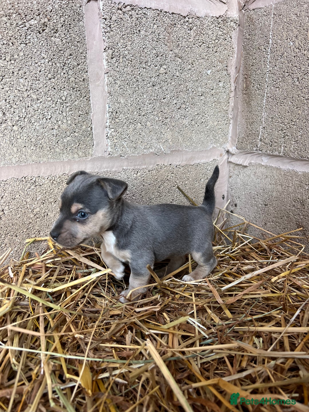 Jack Russell dogs for sale: Lilac & Tan Miniature Jack Russel  - Image 10