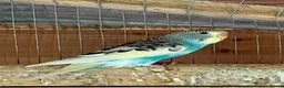 Budgerigars birds for sale: Baby Budgies for sale - Advert 4