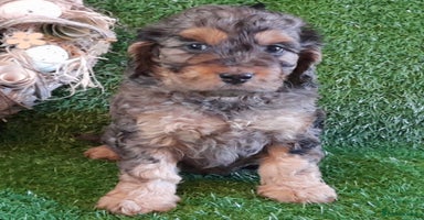 Cockapoo dogs Stunning F1 Cockapoos Available - Advert 2